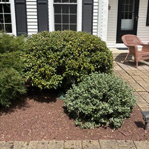 HQ Grounds Shrub & Hedge Pruning
